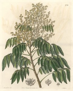Longanier, originalmente da China - S. Watts água forte de uma ilustração de Sarah Anne Drake (1803-1857), do Botanical Register de Sydenham Teast Edwards