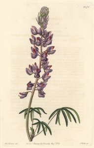 Tremoço com folhas estreitas - Água forte de S. Watts de uma ilustração de Sarah Anne Drake (1803-1857), do Botanical Register de Sydenham Teast Edwards