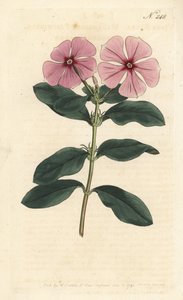 Madagáscar Periwinkle - Madagáscar periwinkle, Catharanthus roseus (Vinca rosea). Gravura em chapa de cobre colorida à mão por Sansom após ilustração de Sydenham Edwards rom William Curtis