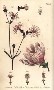 Malva, Malva sylvestris, Monadelphia de Sydenham Teast Edwards