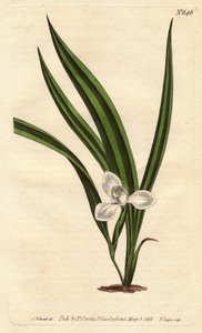 Marica marica com pequenas flores brancas e folhas estreitas e listradas. Marica marica com pequenas flores brancas e folhas estreitas e listradas. Marica paludosa. Gravura em chapa de cobre colorida à mão a partir de uma ilustração botânica de Sydenham Ed de Sydenham Teast Edwards