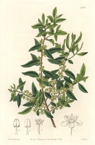 Maytenus boaria (maiten), endêmica da América Central e do Sul - Água forte de S. Watts, de uma ilustração de Sarah Anne Drake (1803-1857), do Botanical Register de Sydenham Teast Edwards