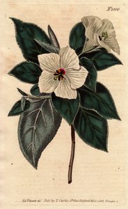 Melhania Santa Helena com flores brancas. Santa Helena Madeira vermelha com flores brancas. Melhania erythroxylon. Gravura em chapa de cobre colorida à mão a partir de uma ilustração botânica de Sydenham Edwards da "Botanical Magazine" de William Curtis 17 de Sydenham Teast Edwards