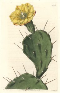 Monacanth Pactus, cacto florido, nativo da América do Sul - Água forte de S. Watts de uma ilustração de Sarah Anne Drake (1803-1857), do Botanical Register de Sydenham Teast Edwards