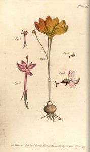 Monandria 1,2, pano de ouro, Crocus angustifolius (Triandria) 3, e o Sombra de Feiticeiro, Circaea alpina (Diandria) 4,5. Gravura em chapa de cobre colorida à mão de uma ilustração botânica de Sydenham Edwards para as Lectures on Botany de William Curtis,  de Sydenham Teast Edwards