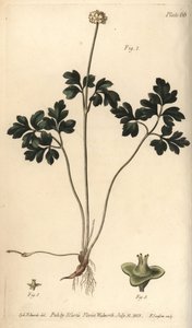 Mosqueta, Adoxa moschatellina, Tetragynia, flor 1 e pistilla 2,3. Gravura em chapa de cobre colorida à mão por F. Sansom de uma ilustração botânica de Sydenham Edwards para as Palestras de Botânica de William Curtis, conforme entregue no Jardim Botânico de de Sydenham Teast Edwards
