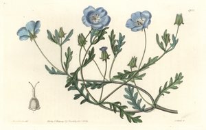 Namophile maculee, originalmente da Califórnia - Water forte de S. Watts de uma ilustração de Sarah Anne Drake (1803-1857), do Botanical Register de Sydenham Teast Edwards