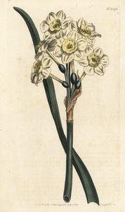 Narcissus a bouquet - Narcissus tazetta (Narcissus narcissus; Narcissus orientalis) - Gravura em chapa de cobre colorida à mão de F. Sansom Jr. depois de uma ilustração de Sydenham Edwards da revista Botanical Magaz de William Curtis de Sydenham Teast Edwards