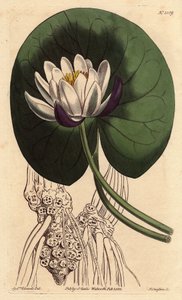 Nenuphar tem uma grande flor branca na frente de toda a sua folha redonda. Nenuphar tem um nenúfar com uma grande flor branca em frente a toda a sua folha redonda. Nymphaea nitida. Gravura em chapa de cobre colorida à mão a partir de uma ilustração botânic de Sydenham Teast Edwards