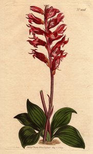 Orquídea Neottie com flor de geada, rosa e carmesim, nativa da Jamaica. Neottia de flor de geada, com flores carmesim e rosa, nativa da Jamaica. Stenorhynchus squamulosus (Neottia orquioides) Gravura em chapa de cobre colorida à mão, a partir de uma planta de Sydenham Teast Edwards