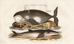 Baleias do Atlântico Norte de Sydenham Teast Edwards