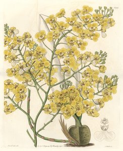 Orchid (Oncidium ampliatum), com flores amarelas, nativa da Nova Zelândia - Water forte de S. Watts a partir de uma ilustração de Sarah Anne Drake (1803-1857), do Botanical Register de Sydenham Teast Edwards