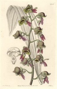 Orchid Catasetum, flores de dois tons, nativas da Guiana - Water forte de S. Watts a partir de uma ilustração de Sarah Anne Drake (1803-1857), do Botanical Register de Sydenham Teast Edwards