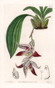 Orquídea: Paphinia cristata, nativa da Amazônia - Placa gravada por S.Watts, a partir de uma ilustração de Sarah Anne Drake (1803-1857), do Botanical Register of Sydenham Edwards (1768-1819), Inglaterra de Sydenham Teast Edwards