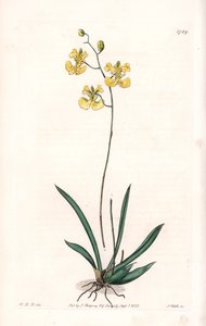 Orquídea: Variete Tolumnia guianensis, endêmica do Haiti e Santo Domingo - Placa gravada por S.Watts, de uma ilustração de Sarah Anne Drake (1803-1857), do Botanical Register of Sydenham Edwards (1768-1819), Inglaterra de Sydenham Teast Edwards