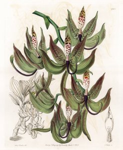 Orquídea: Variedade de Cycnoche - Tábua gravada por S.Watts, de uma ilustração de Sarah Anne Drake (1803-1857), do Botanical Register of Sydenham Edwards (1768-1819), Inglaterra