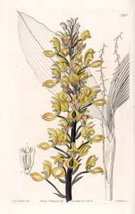 Orchid: variete of govenia - Placa gravada por S.Watts, a partir de uma ilustração de Sarah Anne Drake (1803-1857), do Botanical Register of Sydenham Edwards (1768-1819), Inglaterra de Sydenham Teast Edwards