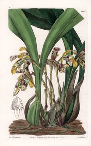 Orchid: variete of maxillaria, nativa da América do Sul - Placa gravada por S.Watts, com base numa ilustração de Sarah Anne Drake (1803-1857), do Botanical Register of Sydenham Edwards (1768-1819), Inglaterra de Sydenham Teast Edwards