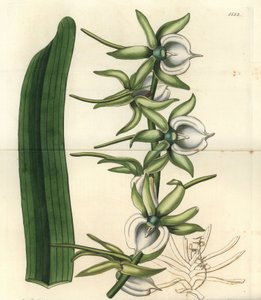 Orchid variete of the Indian Ocean Islands - Marfim angraecum orquídea, Angraecum eburneum. Gravura em chapa de cobre colorida à mão por S. Watts depois de uma ilustração de Miss Sarah Drake do Registo Botânico de Sydenham Edwards, Ridgeway, Londres. de Sydenham Teast Edwards