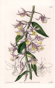 Orquídea: variedade de Dendrobium, nativa da Ásia - Placa gravada por S. Watts, de uma ilustração de Sarah Anne Drake (1803-1857), do Botanical Register of Sydenham Edwards (1768-1819), Inglaterra de Sydenham Teast Edwards
