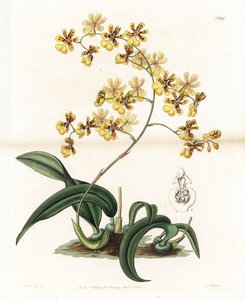 Orquídea: variedade de oncidium epífita do Brasil - Placa gravada por S. Watts, de uma ilustração de Sarah Anne Drake (1803-1857), do Botanical Register of Sydenham Edwards (1768-1819), Inglaterra de Sydenham Teast Edwards