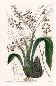 Orquídea: variedade de elóquia - Placa gravada por S.Watts, de uma ilustração de Sarah Anne Drake (1803-1857), do Botanical Register of Sydenham Edwards (1768-1819), Inglaterra