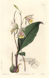 Orchidee, American Bletia - Water Forte de S. Watts a partir de uma ilustração de T. Holland, do Botanical Register de Sydenham Teast Edwards