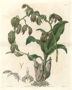 Orchidee Catasetum, nativa do Brasil - Water forte de S. Watts a partir de uma ilustração de Miss M.A. Huntley, do Botanical Register de Sydenham Teast Edwards