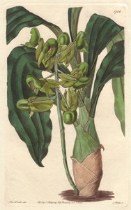 Orchidee Catasetum, nativa do Brasil - Water forte de S. Watts a partir de uma ilustração de Sarah Anne Drake (1803-1857), do Botanical Register de Sydenham Teast Edwards