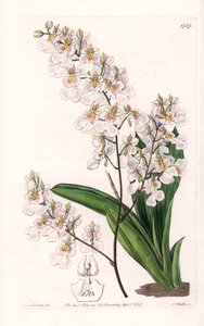 Orchidee Tolumnia pulchella, endêmica da Jamaica - Gravado por S.Watts, de uma ilustração de Sarah Anne Drake (1803-1857), do Botanical Register of Sydenham Edwards (1768-1819), Inglaterra de Sydenham Teast Edwards