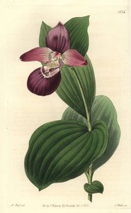 Orchidee clog de Vénus tem flores grandes - Cypripedium de flor grande ou Cypripedium macranthos de flor grande. Gravura em chapa de cobre colorida à mão por S. Watts após uma ilustração de M. Hart do Registo Botânico de Sydenham Edwards de Sydenham Teast Edwards