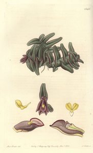 Orchidee epidendrum of Central America - Epidendrum schlechterianum orquídea (Nanodos roxos, Nanodes discolor). Gravura em chapa de cobre colorida à mão por S. Watts depois de uma ilustração de Miss Sarah Drake do Registo Botânico de Sydenham Edwards, Ridg de Sydenham Teast Edwards