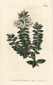 Ouessant myrtle ou elliptical veronica - Cross-leaved speedwell, Veronica decussata. Gravura em chapa de cobre colorida à mão por Sansom após uma ilustração de Sydenham Edwards da revista Botanical Magazine de William Curtis, Londres de Sydenham Teast Edwards