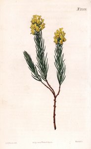 Aspalathus callosa de ponta oval, Aspalathus oval. Gravura em chapa de cobre colorida à mão por Weddell após uma ilustração de Sydenham Edwards da "Botanical Magazine" de Samuel Curtis, Londres. de Sydenham Teast Edwards