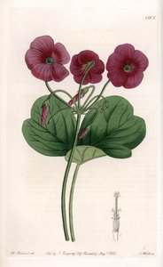 Oxalis de Bowie - Placa gravada por S.Watts, a partir de uma ilustração de Sarah Anne Drake (1803-1857), do Botanical Register of Sydenham Edwards (1768-1819), Inglaterra de Sydenham Teast Edwards