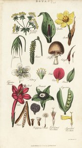 Partes de flores incluindo pétalas, néctares, glumas, sementes, espátulas, bracte, legumes, etc. Gravura em chapa de cobre colorida à mão depois de Sydenham Edwards de John Mason Good