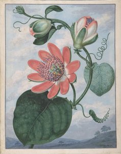Passion Flower, 1799. de Sydenham Teast Edwards