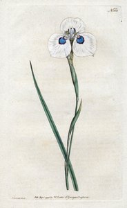 Peacock Iris - Litografia de Sydenham Edwards (1768-1819), placa da revista Botanical de William Curtis (1746-1799) de Sydenham Teast Edwards