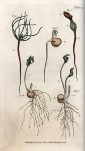 Ervilhas, sementes de leguminosas têm diferentes estágios de germinação. Gravura em cobre colorido, ilustração de Sydenham Edwards (1768-1819) para Conferências de Botanical, Jardim Botânico de Lambeth (Inglaterra) de Sydenham Teast Edwards