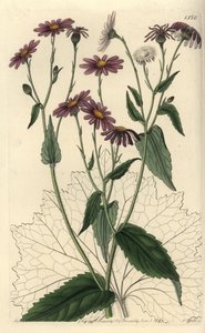 Pericallis tussilaginis (Coltsfoot-leaved Groundel, Senecio tussilaginis). Gravura em chapa de cobre colorida à mão por S. Watts depois de uma ilustração de Miss Sarah Drake do Registo Botânico de Sydenham Edwards, Ridgeway, Londres. de Sydenham Teast Edwards