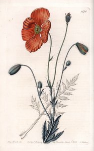 Variete Papoila Persa - Gravada por S.Watts, a partir de uma ilustração de Sarah Anne Drake (1803-1857), do Botanical Register of Sydenham Edwards (1768-1819), Inglaterra de Sydenham Teast Edwards