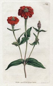 Zinnia ou bresine peruano - Litografia de Sydenham Edwards (1768-1819), da revista Botanical de William Curtis (1746-1799) de Sydenham Teast Edwards