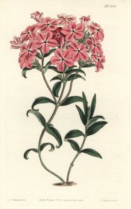 Phlox de la Caroline ou Jaume Saint Hilaire - Phlox cabeludo de Fraser, Phlox amoena. Gravura em chapa de cobre colorida à mão por F. Sansom Jr. depois de uma ilustração de Sydenham Edwards da revista botânica de William Curtis, T. Curtis, Londres. de Sydenham Teast Edwards