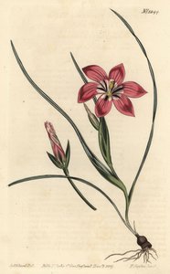 Rose froetang, Romulea flava (Blush trichonema, Trichonema pudicum). Gravura em chapa de cobre colorida à mão por F. Sansom Jr. após ilustração de Sydenham Edwards da revista Botanical Magazine de William Curtis, T. Curtis, Londres. de Sydenham Teast Edwards