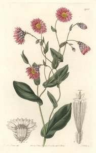 Pink rhodanthe, nativo da Austrália - S. Watts água forte de uma ilustração de Sarah Anne Drake (1803-1857), do Botanical Register de Sydenham Teast Edwards