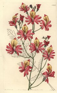 Orquídea de homem pobre, Schizanthus grahamii (Schizanthus grahamii, Schizanthus retus). Gravura em chapa de cobre colorida à mão por S. Watts depois de uma ilustração de Miss Sarah Drake do Registo Botânico de Sydenham Edwards, Ridgeway, Londres de Sydenham Teast Edwards
