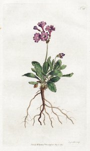 Primevere marginee - Litografia de Sydenham Edwards (1768-1819), placa da revista Botanical Magazine de William Curtis (1746-1799) de Sydenham Teast Edwards