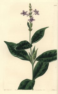 Pseuderanthemum faecundum (Eranthemum faecundum eranthemum, Eranthemum faecundum). Gravura em chapa de cobre colorida à mão por S. Watts depois de uma ilustração de Miss Sarah Drake do Registo Botânico de Sydenham Edwards, Ridgeway, Londres. de Sydenham Teast Edwards