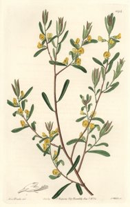 Pultanea flexilis, nativa da Austrália - S. Watts água forte de uma ilustração de Sarah Anne Drake (1803-1857), do Botanical Register de Sydenham Teast Edwards
