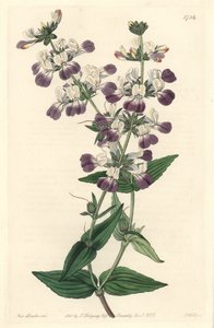 Pagode chinês roxo, originalmente da Califórnia - S. Watts Strong Water, de uma ilustração de Sarah Anne Drake (1803-1857), do Botanical Register de Sydenham Teast Edwards
